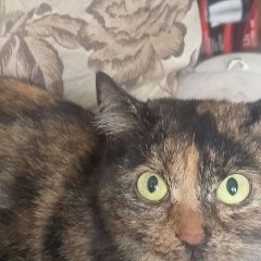 ����: ������� �����  �������� ����� ������� �� ������������� 47. ���� � �. ����