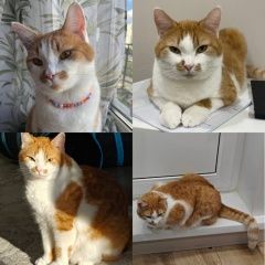 ����: ������� �����  ������� ��� ��������, ������ � �. ������