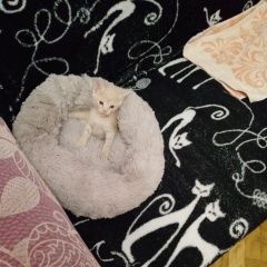 ����: ������� �����  ������� ������ ������������ � �. �����������