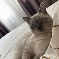 ����: ������� ����� ������� ����������� ������� ��� ������� � �. �������