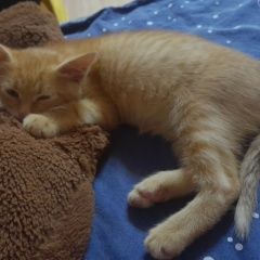 ����: ������� �����  ��������� (���������� ���.) ������ ��� �����.� � �. �������� (���������� ���.)