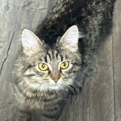 ����: ������� ����� ��������� ����� ������� ������� ����� �������-�������� � �. ������