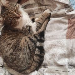 ����: ������� �����  ������������� ������ ��� ��. ����� � �. ������������