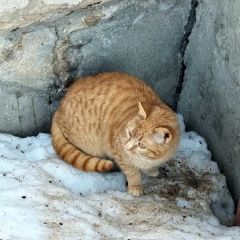 ����: ������� �����  ��������� ������ ��� ����� ����� � �. ��������