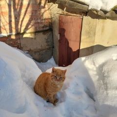 ����: ������� �����  ��������� ������ ��� � �. ��������