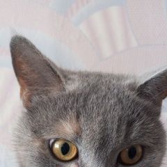 ����: ������� �����  �������� ����� �������� � �. ��������