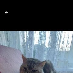 ����: ������� ����� ����������� ������ (������) ������� ������� 1��� ����������� (������������...� � �. ����������� (������������ ���.)