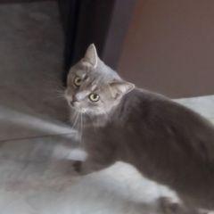 ����: None ����������� ��������������� ��������� �������� ����� ������� ��� ����� � �. ��������