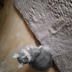 ����: ������� �����  �������� ����� ��������� ��������������...� � �. ��������