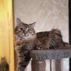 ����: ������� �����  �������� �����, ������������ � �. ������������