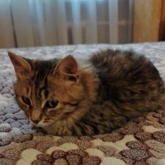 ����: ������� �����  �������� ����� ������� � ������� ��������� ���...� � �. ����