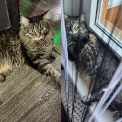 ����: ������� �����  �������� ����� ������ � �. ������