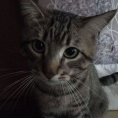 ����: ������� ����� ����������� ��������������� ������� ��� ������� � �. ������