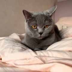 ����: ������� ����� ���������� ��������������� ����� �������� �����, �������������� �� 5� ������ � �. ������