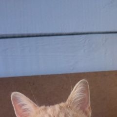 ����: ������� �����  ������� ��� ������ � �. ������