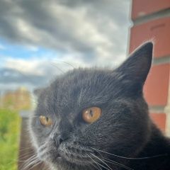 ����: ������� �����  ������ ������� ����� � �. �����