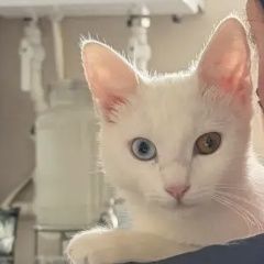 ����: ������� �����  �������� ����� �������� ����� ���������� �������� � �. ��������