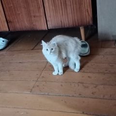 ����: ������� �����  ������� ��� ����� � �. �����