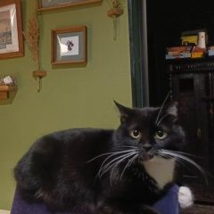 ����: ������� �����  �������� ����� ��������� - ������ �������,...� � �. �����-���������