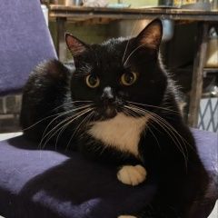 ����: ������� �����  �������� �����, ������� ��� 5, ������ ��...� � �. �����-���������