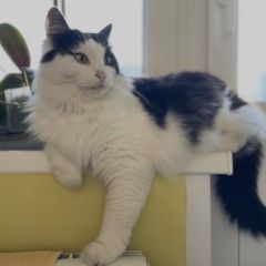 ����: ������� �����  �������� ����� ��� ( ) ����������� � �. �����������