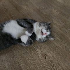 ����: ������� �����  ������� ��� ������� � �. �������