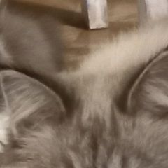 ����: ������� �����  �������� ����� �������. ������������ � �. ������������