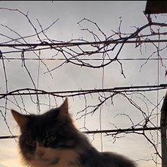 ����: ������� �����  ������� ������ ��� � �. ������