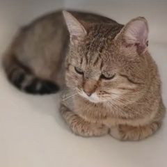 ����: ������� �����  ������������� ������ ��� � �. ������������