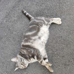 ����: ������� �����  �������� ����� ������-��-���� � �. ������-��-����