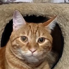 ����: ������� �����  ������� ��� ����� ��������� ��� ����������� � �. �����������