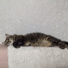 ����: ������� �����  ������������ ������� ����� ������� �������� ���...� � �. �����������