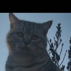 ����: ������� �����  ������� ��� ��� � �. ���