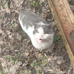 ����: ������� �����  �������� ����� ������ � �. ������