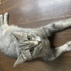 ����: ������� �����  �������� ����� ������� ��� �����������...� � �. ������-��-����