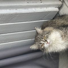 ����: ������� �����  ������� ������� ����� � �. ������