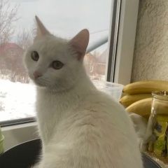 ����: ������� �����  ������� ���, �� ������ ���� �������� � �. ��������