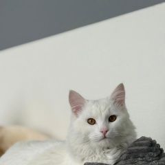 ����: ������� ����� ��������� ����� ������� ��� ������-��-���� � �. ������-��-����