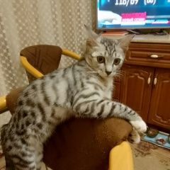 ����: ������� �����  �������� ����� �� �������������� ������ � �. ������