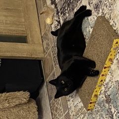 ����: ������� �����  �������� ����� ������ � �. ������