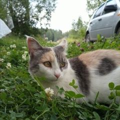 ����: ������� �����  �������� ����� ������� � �. �������