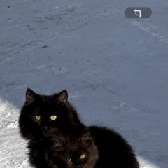 ����: ������� �����  ������� ������ � ������ ��������� ������� � �. �������