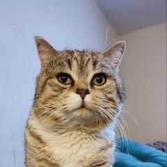 ����: ������� �����  ������� ���, ������� ����������� ������� � �. �������