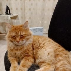 ����: ������� �����  ������� ���. ������� � �. �������