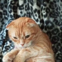 ����: ������� �����  ������� ��� �������� � �. ��������