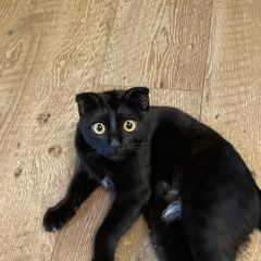 ����: ������� �����  ������� ������� ����� ������� � �. ������