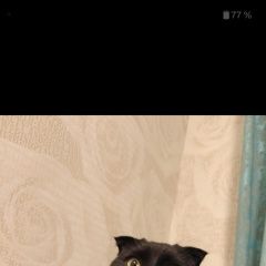 ����: ������� ����� ���������� ��������������� ����� ������� ��� ������� � �. �������