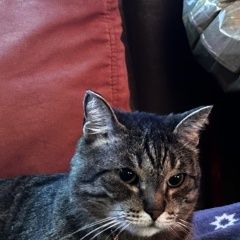 ����: ������� �����  ������� ��� ������� ����� ���������� � �. ����������