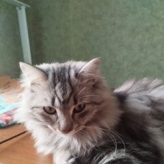 ����: ������� �����  ������� ��� ���������� � �. ����������