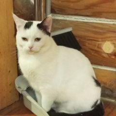 ����: ������� �����  �������� ����� ����� ����� � ������ ������� ������ � �. ������